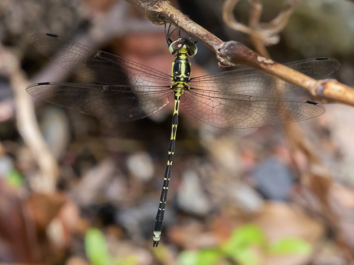 Choristhemis flavoterminata male-3274.jpg